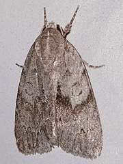 Bryonycta pineti