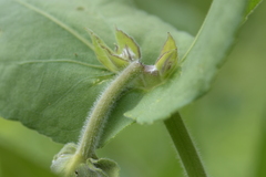 Haplorhynchites aeneus