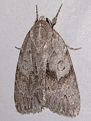 Bryonycta pineti