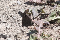 Cercyonis oetus
