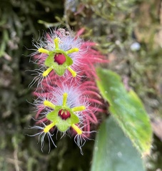 Columnea minor