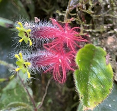 Columnea minor