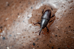 Polytus mellerborgii