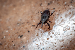 Polytus mellerborgii