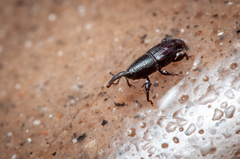 Polytus mellerborgii