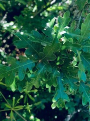 Quercus garryana breweri