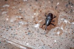 Polytus mellerborgii