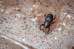 Polytus mellerborgii