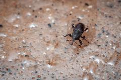 Polytus mellerborgii