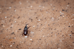 Polytus mellerborgii