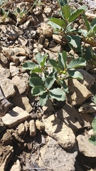 Frangula purshiana ultramafica