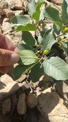 Frangula purshiana ultramafica