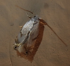 Pseudopostega crepusculella