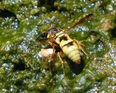 Euodynerus hidalgo viereckii