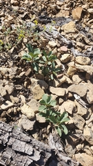 Frangula purshiana ultramafica