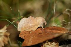 Phyllodesma kermesifolia