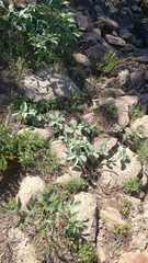 Frangula purshiana ultramafica