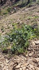 Frangula purshiana ultramafica