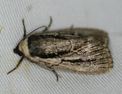 Sympistis badistriga