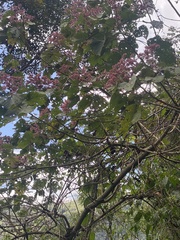 Heliocarpus americanus