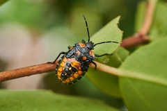 Phorbanta variabilis