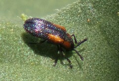 Microrhopala rubrolineata