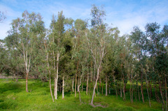 Eucalyptus rudis rudis