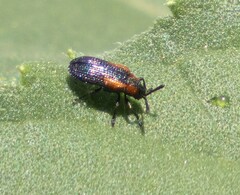 Microrhopala rubrolineata