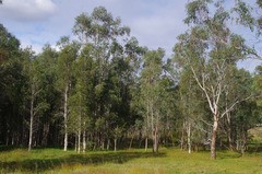 Eucalyptus rudis rudis