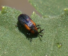 Microrhopala rubrolineata