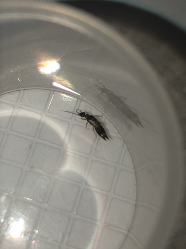 Photo of Lesser Earwig (Labia minor)