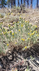 Erigeron petrophilus sierrensis
