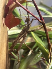 Heteropteryx dilatata