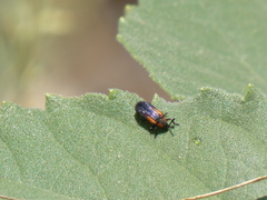 Microrhopala rubrolineata