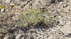 Erigeron petrophilus sierrensis