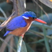 African River Kingfishers - Photo (c) copper, some rights reserved (CC BY-NC), uploaded by copper