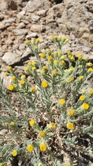 Erigeron petrophilus sierrensis