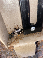 Cartoblatta pulchra