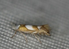 Phyllonorycter fitchella