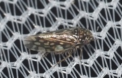 Xestocephalus superbus