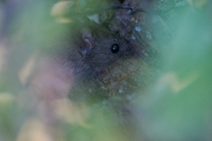 Abrothrix olivacea