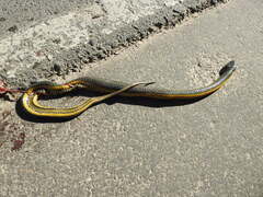 Helicops carinicaudus