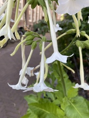 Nicotiana sylvestris