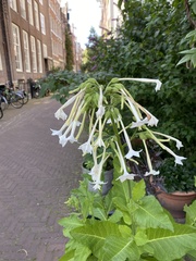 Nicotiana sylvestris