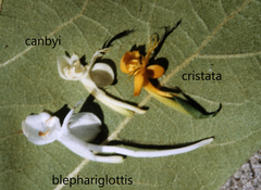 Platanthera × canbyi