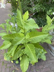 Nicotiana sylvestris