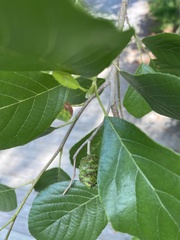 Alnus maritima