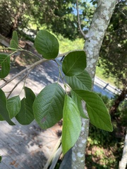 Alnus maritima