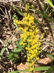 Solidago pinetorum