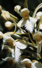 Platanthera × canbyi